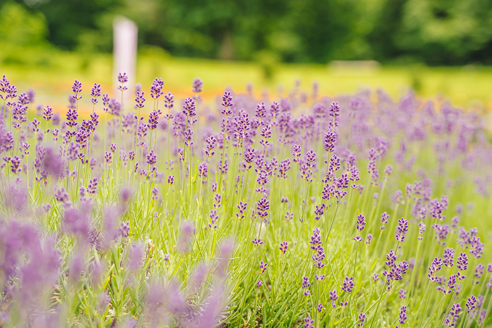 玉虫沼農村公園「かおりの広場」<br>ラベンダー見頃