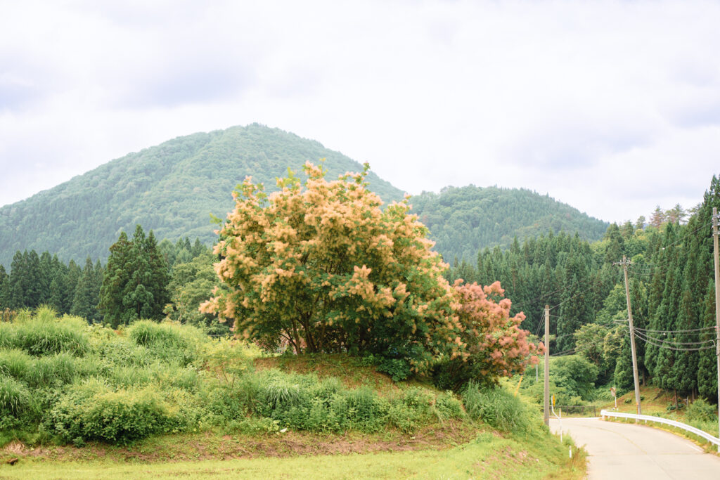 作谷沢スモークツリー