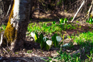 水芭蕉群生地嶽原