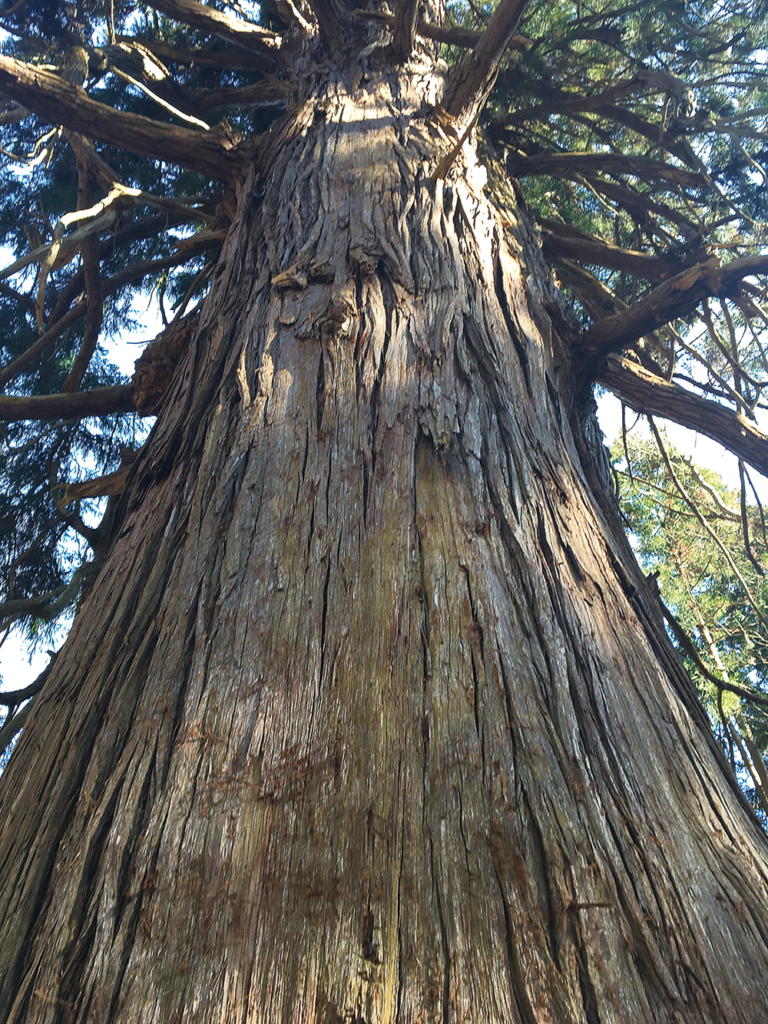 愛宕山／愛宕神社／大杉
