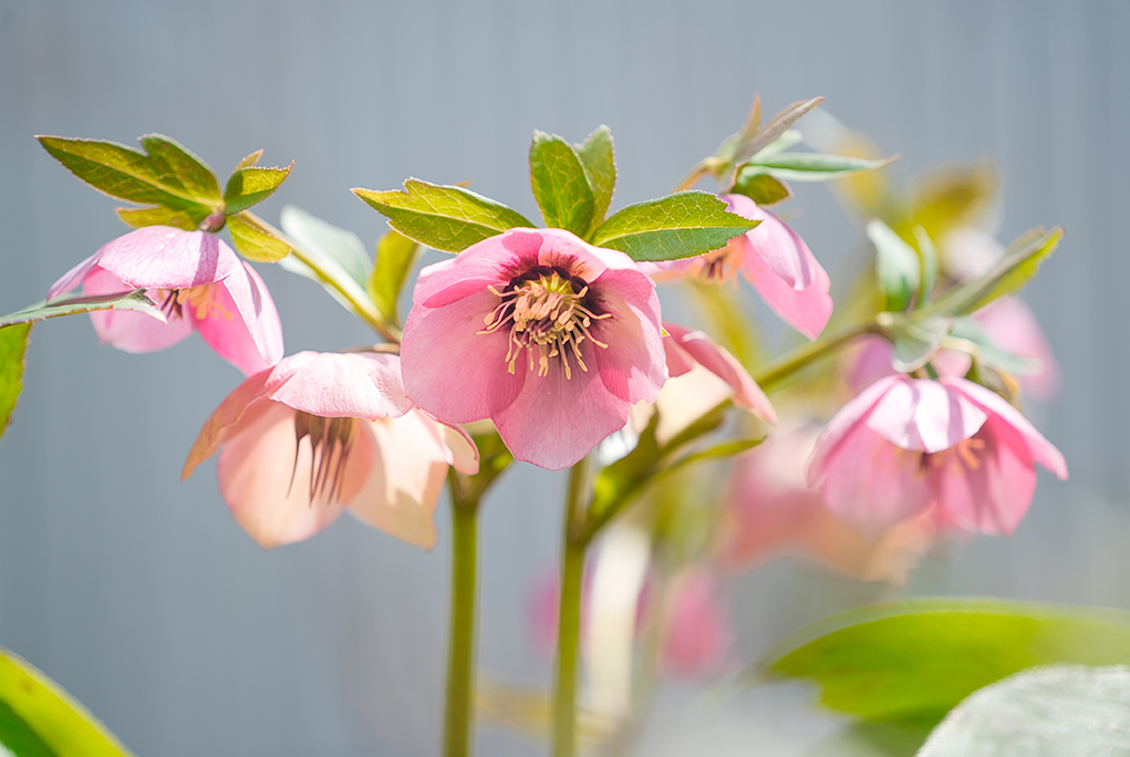 クリスマスローズ