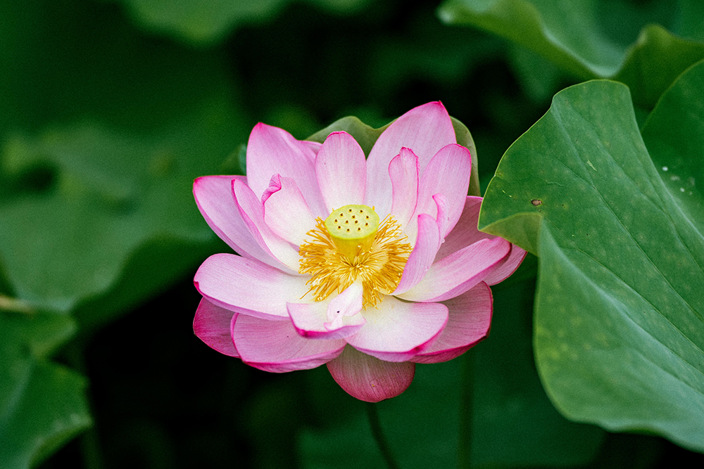 作谷沢たての香苑（蓮の見頃）