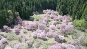 「作谷沢ふれあいの丘」の桜が満開になりました