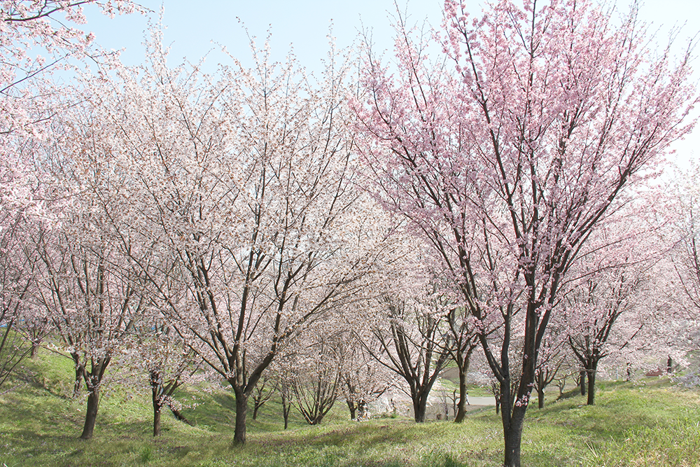 大寺桜ヶ丘公園