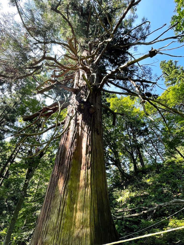 愛宕山／愛宕神社／大杉