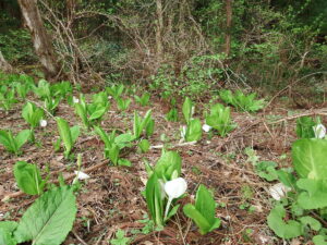 水芭蕉が咲き始めました
