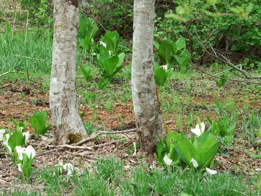 水芭蕉が咲き始めました