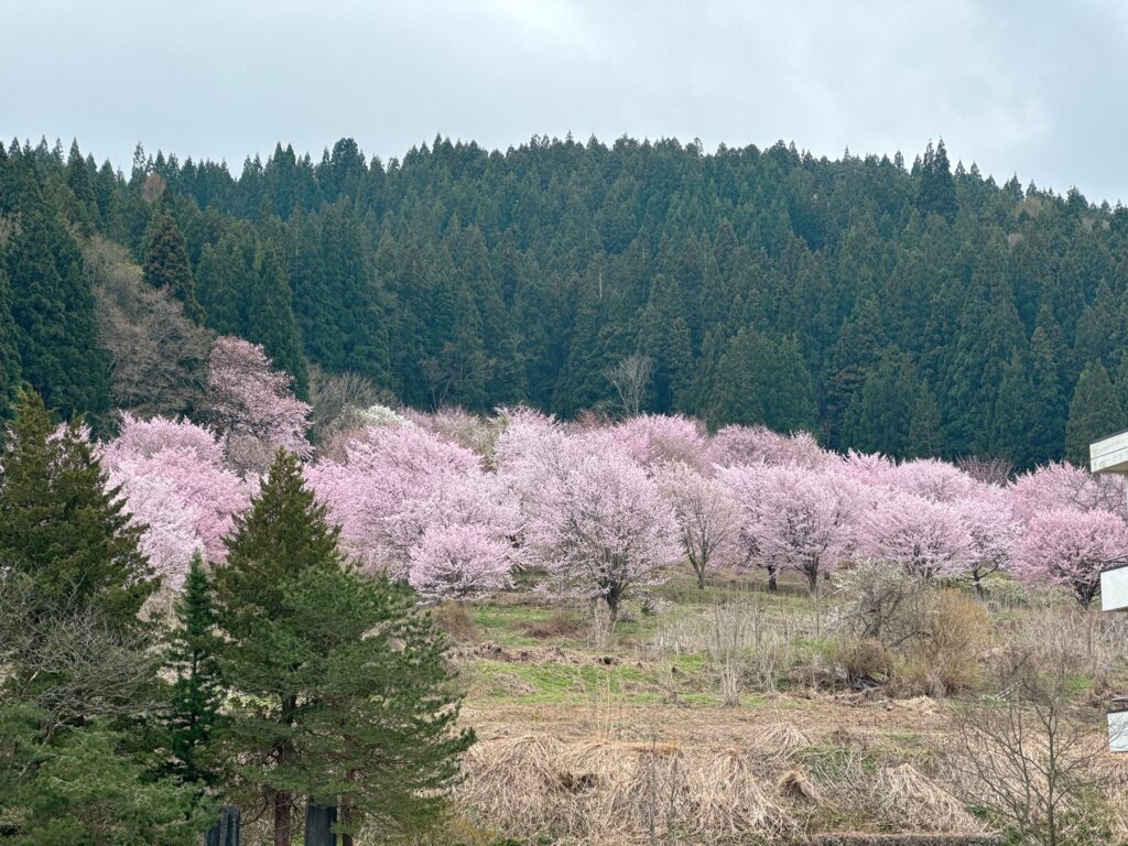 「作谷沢ふれあいの丘」の桜が満開になりました
