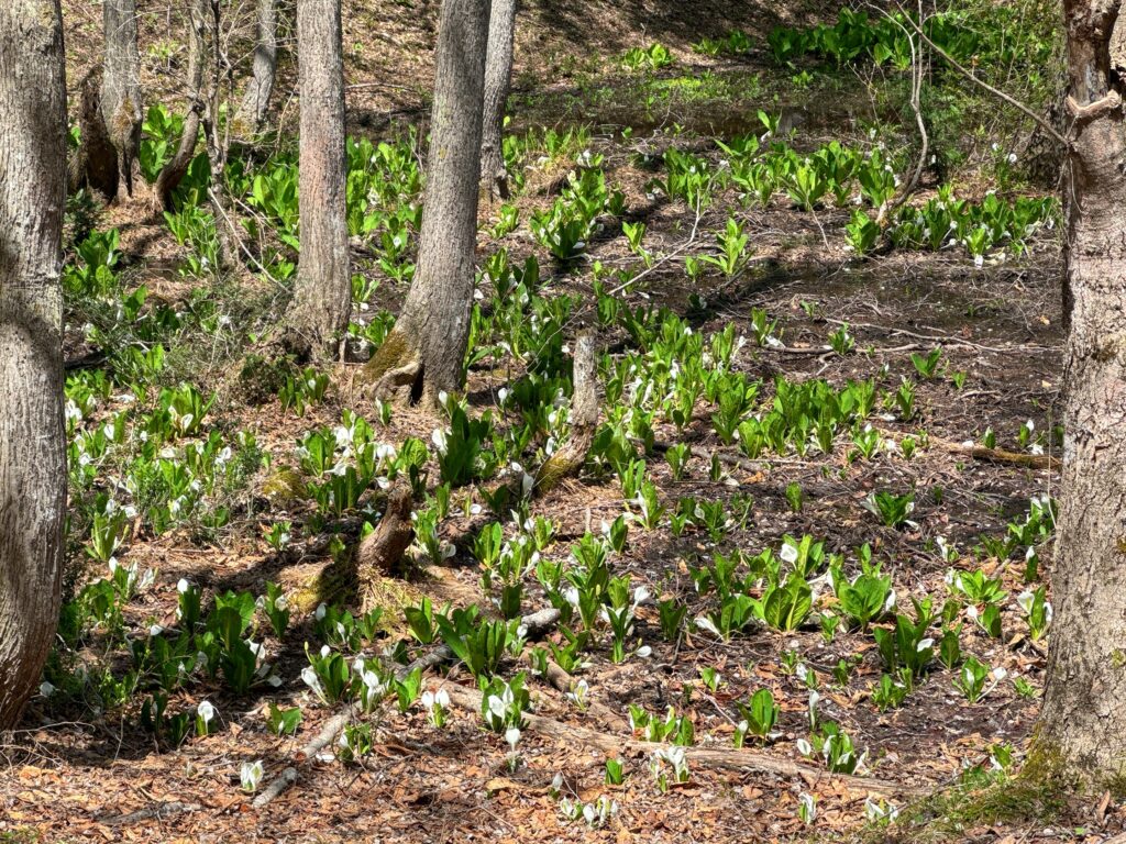 水芭蕉が咲き始めました