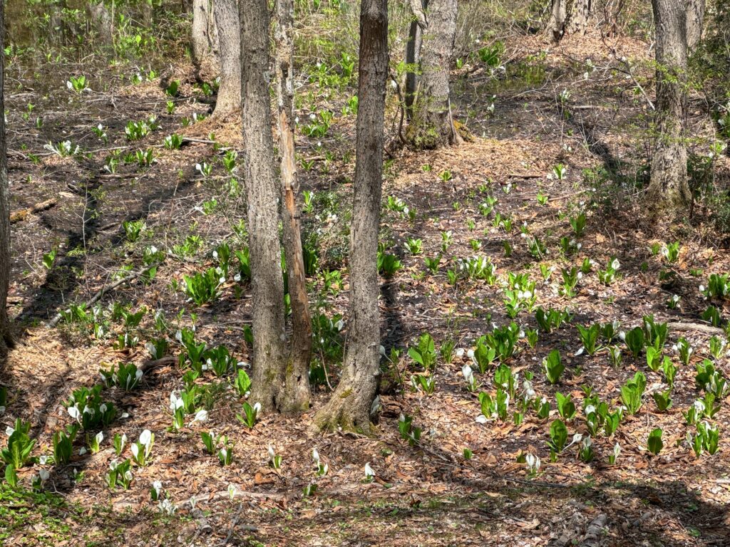 水芭蕉が咲き始めました
