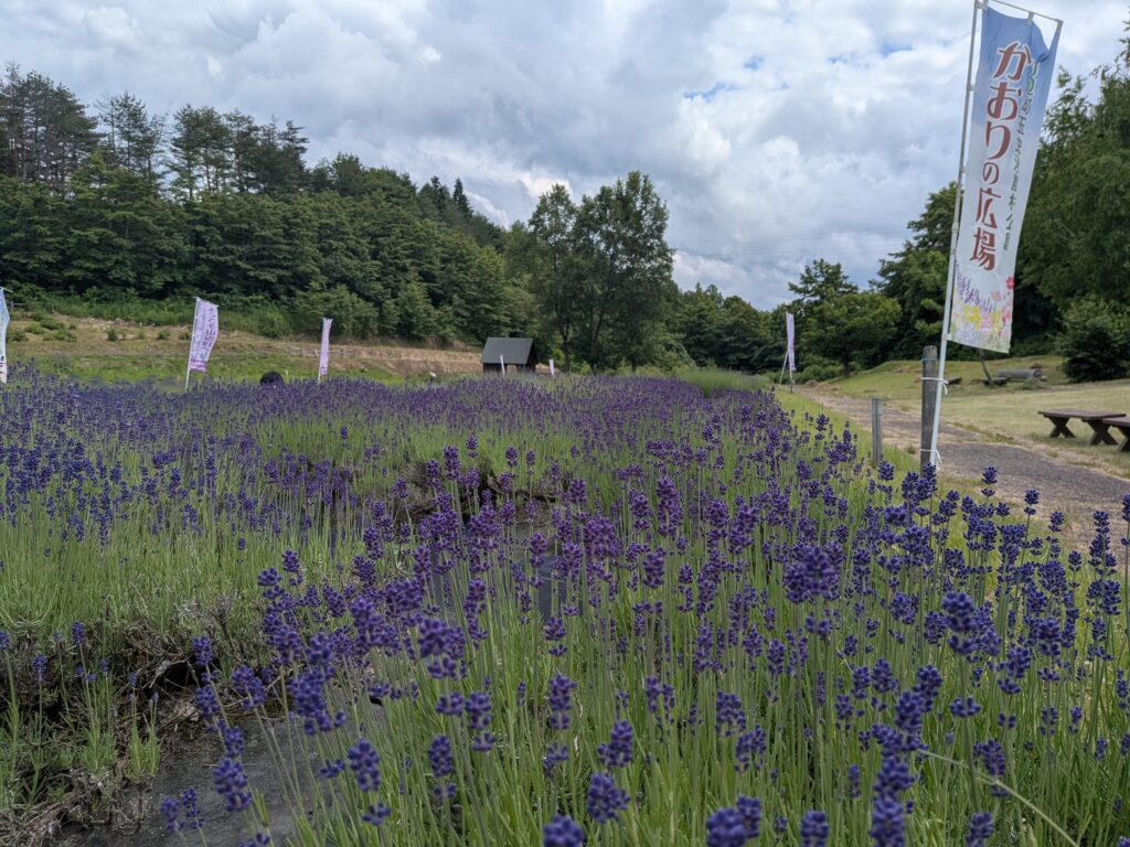 ラベンダーの摘み取り体験が始まりました！