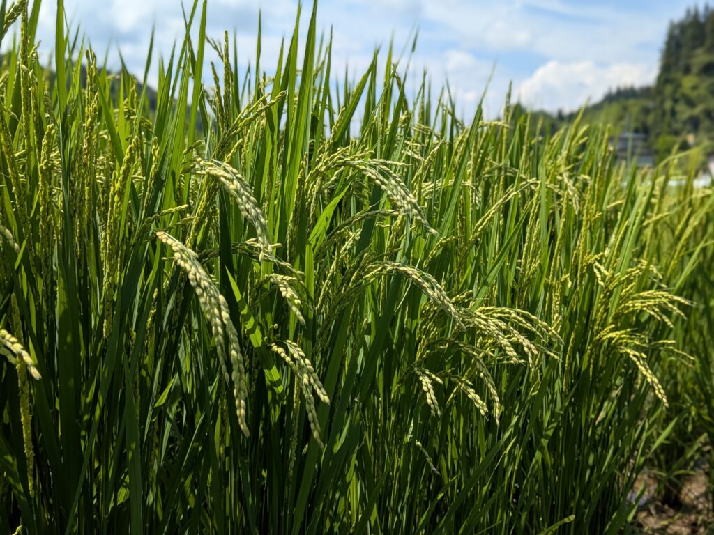 大蕨の棚田