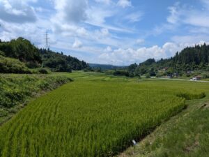 大蕨の棚田