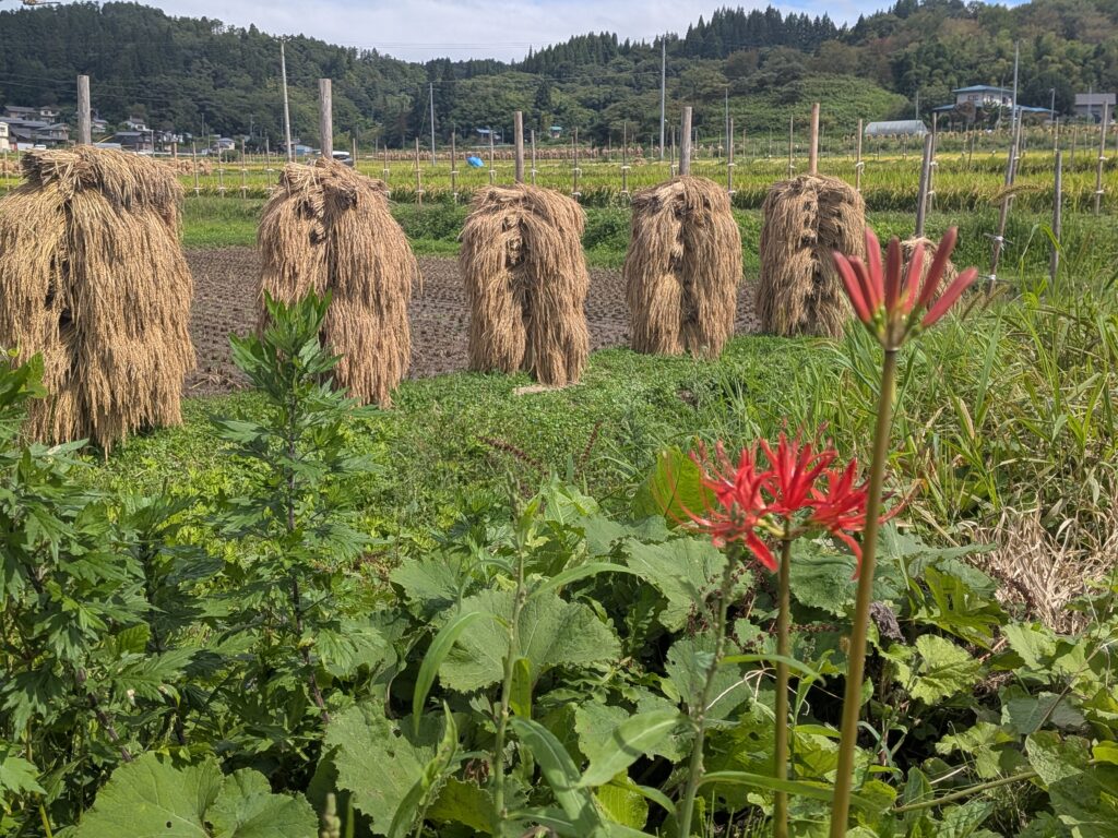 山辺町の彼岸花