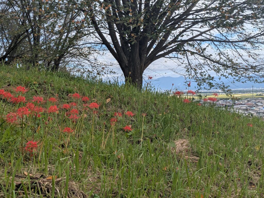 山辺町の彼岸花