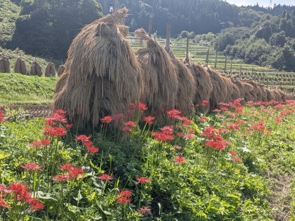 「大蕨の棚田」