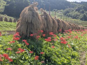 「大蕨の棚田」